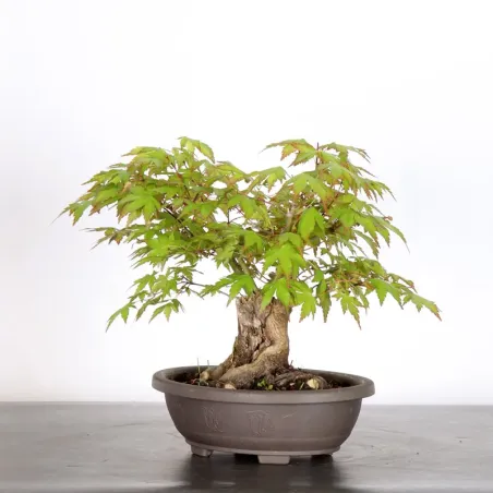 image supplémentaire - ERABLE DU JAPON "ACER...