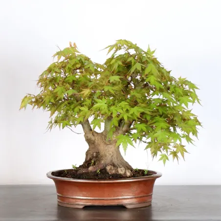 image supplémentaire - ERABLE DU JAPON "ACER...