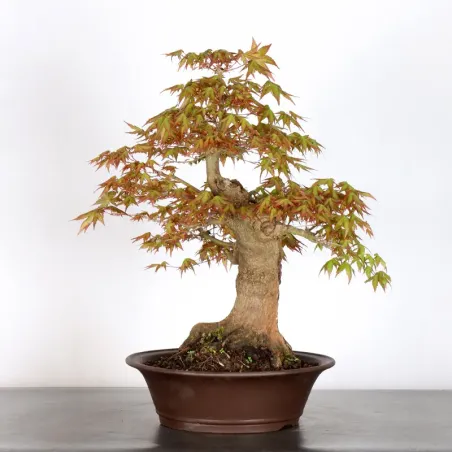 image supplémentaire - JAPANESE MAPLE "ACER...