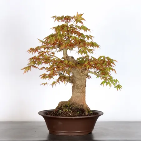 ERABLE DU JAPON "ACER PALMATUM" 1-24