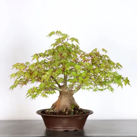 image supplémentaire - ERABLE DU JAPON "ACER...
