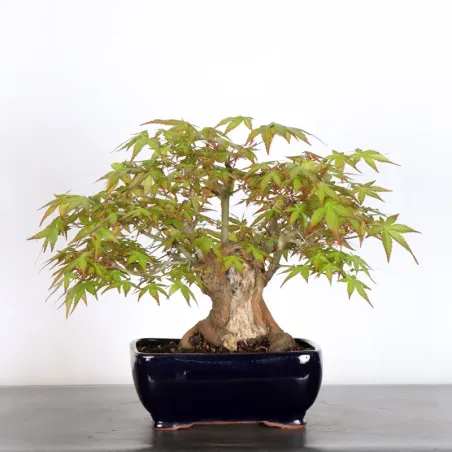 JAPANESE MAPLE "ACER PALMATUM" 2-21
