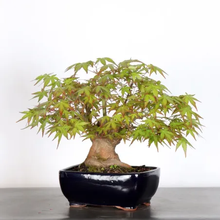 image supplémentaire - ERABLE DU JAPON "ACER...