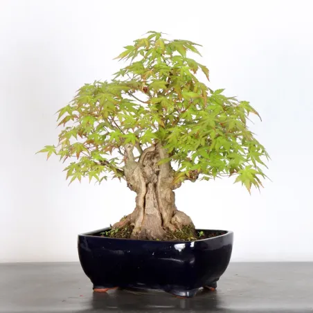 image supplémentaire - ERABLE DU JAPON "ACER...