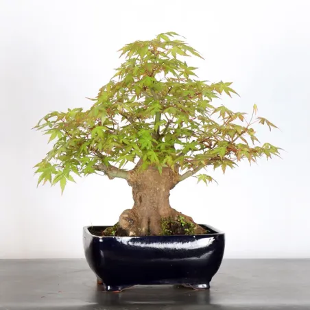 JAPANESE MAPLE "ACER PALMATUM" 2-1