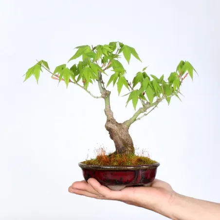 image supplémentaire - Érable du japon "ACER...