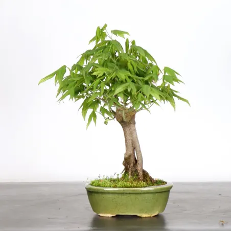 image supplémentaire - ÉRABLE DU JAPON "ACER...