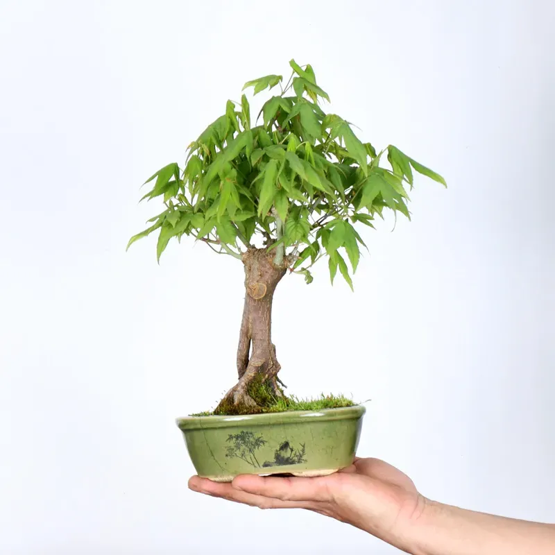 Japanese Maple "ACER PALMATUM SHOHIN" 1-13
