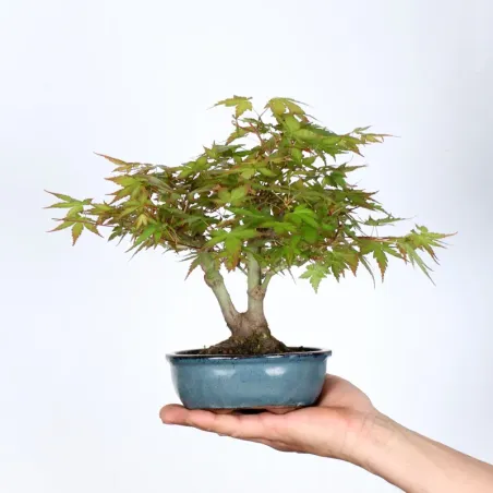 Maple Bonsai Palmatum Shohin APS-1-14