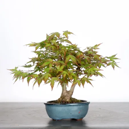 image supplémentaire - ÉRABLE DU JAPON "ACER...
