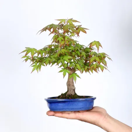 Palmatum Maple Bonsai APS-2-13