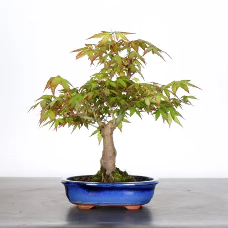 image supplémentaire - ÉRABLE DU JAPON "ACER...