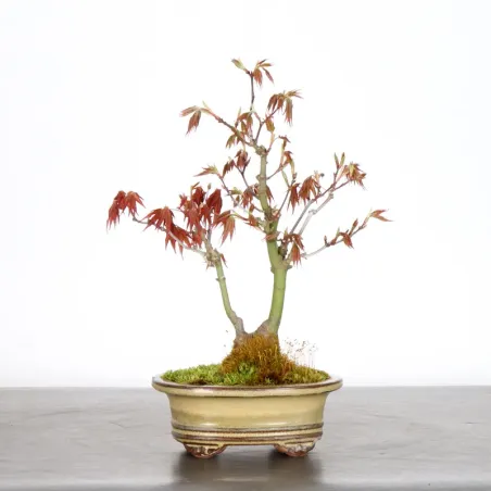 image supplémentaire - érable du Japon "ACER...