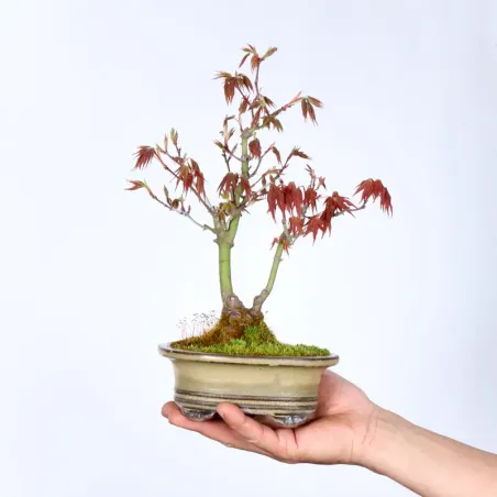 Bonsai Erable Palmatum APS-3-6