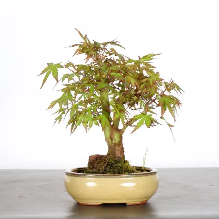 image supplémentaire - ÉRABLE DU JAPON "ACER...