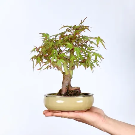 Bonsai Erable Palmatum APS-1-4