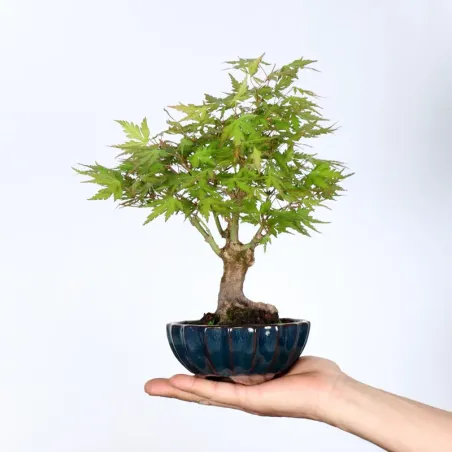 Palmatum Maple Bonsai APS-2-5