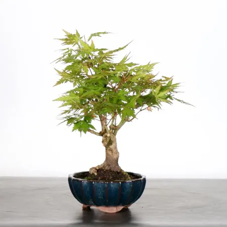 image supplémentaire - Japanese Maple "ACER...