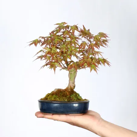 Bonsai Erable Palmatum Shohin APS-2-1