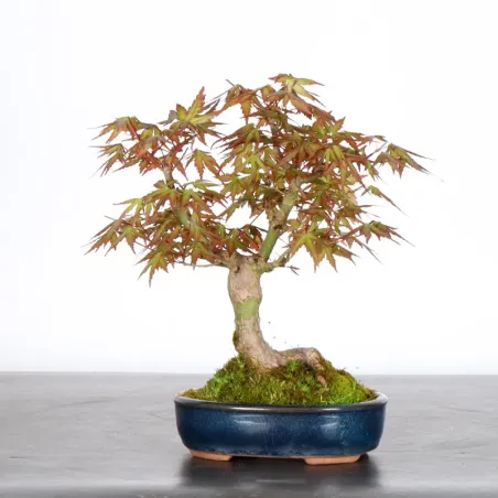 image supplémentaire - ÉRABLE DU JAPON "ACER...