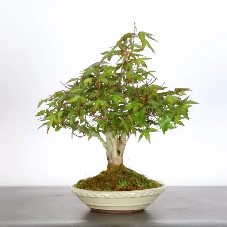 image supplémentaire - Japanese Maple "ACER...