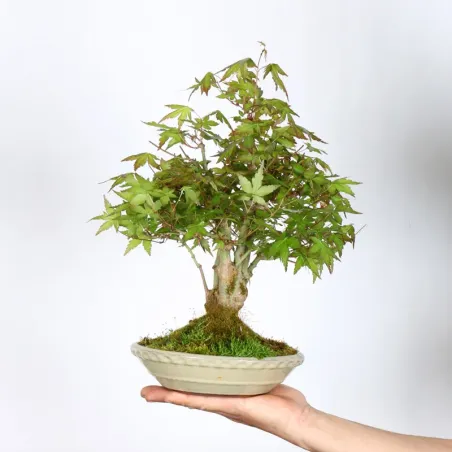 Japanese Maple "ACER PALMATUM SHOHIN" 1-15