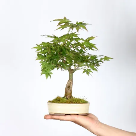 Bonsai Erable Palmatum APS-2-2