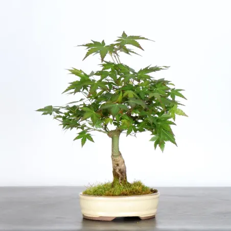 image supplémentaire - ÉRABLE DU JAPON "ACER...