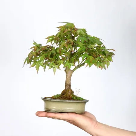 Bonsai Erable Palmatum APS-2-3