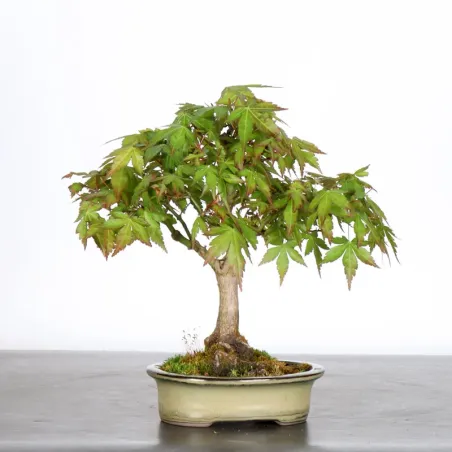 image supplémentaire - ÉRABLE DU JAPON "ACER...