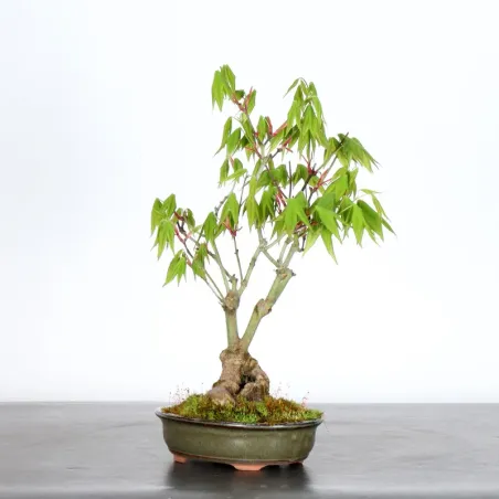 image supplémentaire - Érable du japon "ACER...