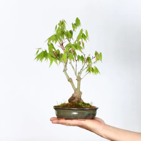 Bonsai Erable Palmatum Shohin APS-2-19