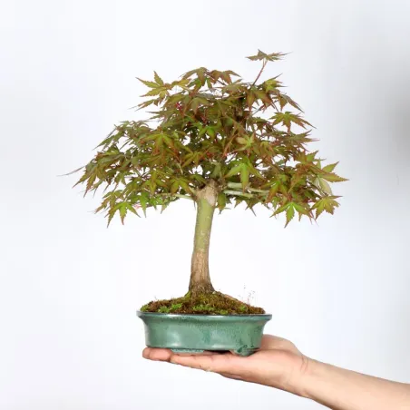 Bonsai Erable Palmatum Shohin APS-3-2