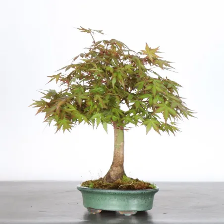 image supplémentaire - ÉRABLE DU JAPON "ACER...