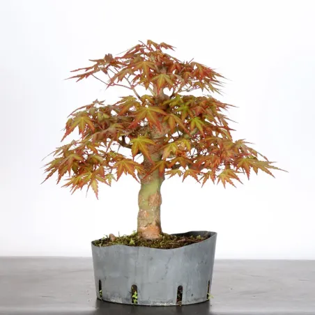 PREBONSAI ERABLE PALMATUM n°27