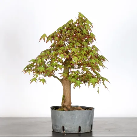 PREBONSAI ERABLE PALMATUM n°28