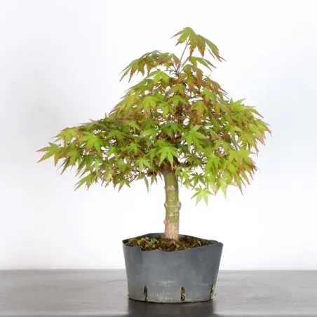 image supplémentaire - PREBONSAI ERABLE PALMATUM n°30