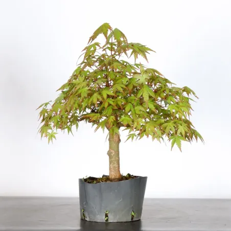 PREBONSAI ERABLE PALMATUM n°30