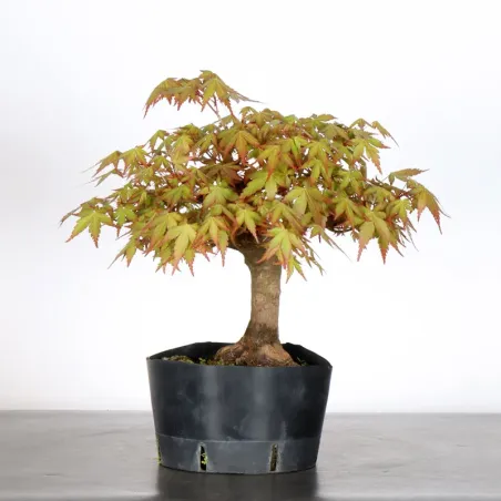 PREBONSAI ERABLE PALMATUM n°22