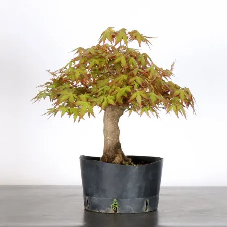 image supplémentaire - PREBONSAI ERABLE PALMATUM n°22