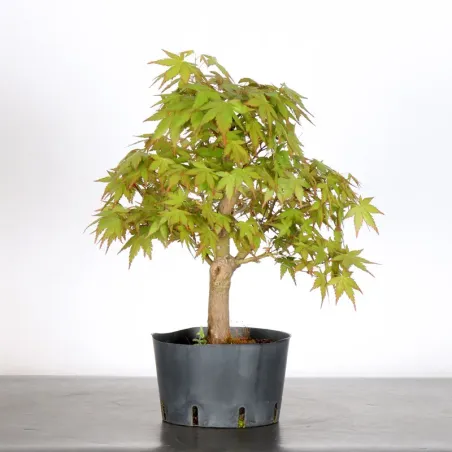 PREBONSAI MAPLE PALMATUM n°21