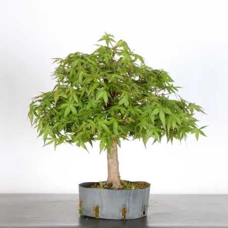 PREBONSAI ERABLE PALMATUM n°5
