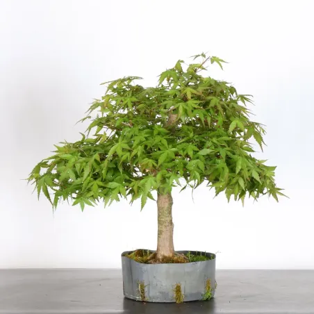 image supplémentaire - PREBONSAI ERABLE PALMATUM n°5