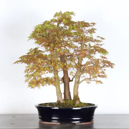 JAPANESE MAPLE FOREST "ACER PALMATUM" 1-16