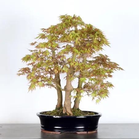 image supplémentaire - FORÊT ERABLE DU JAPON "ACER...
