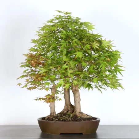 FORÊT ERABLE DU JAPON "ACER PALMATUM" 1-14