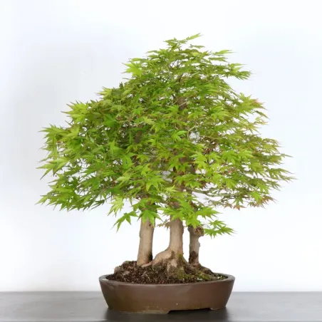 image supplémentaire - JAPANESE MAPLE FOREST "ACER...