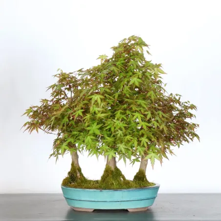 FORÊT ERABLE DU JAPON "ACER PALMATUM" 1-13