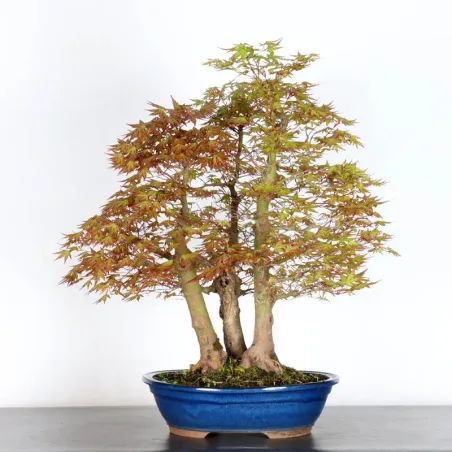 JAPANESE MAPLE FOREST "ACER PALMATUM" 1-15