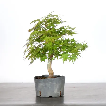 image supplémentaire - PREBONSAI ERABLE PALMATUM n°7